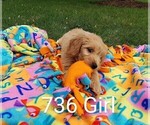 Small Photo #3 Goldendoodle (Miniature) Puppy For Sale in CLARE, IL, USA