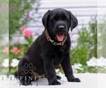 Small #2 Labrador Retriever