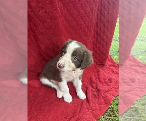 Medium Photo #54 Borador Puppy For Sale in MARION, VA, USA