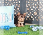Small #1 Yorkshire Terrier