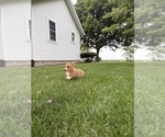 Puppy Jack Pembroke Welsh Corgi