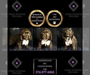 Cocker Spaniel Puppy for sale in WARSAW, IN, USA