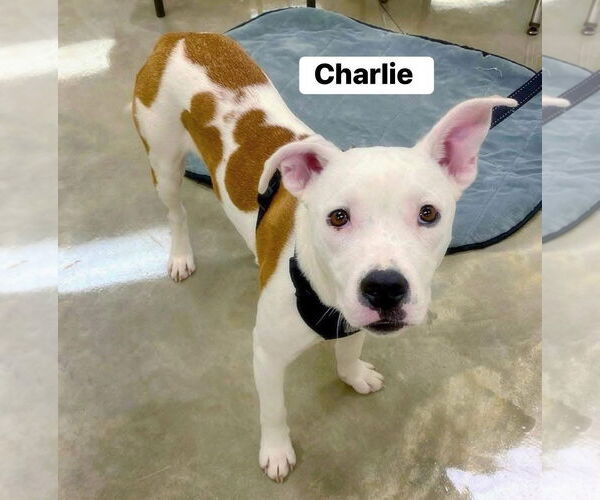 Medium Photo #2 American Bulldog-Unknown Mix Puppy For Sale in Alexander, AR, USA