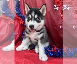 Siberian Husky Puppy for sale in PARK CITY, KY, USA