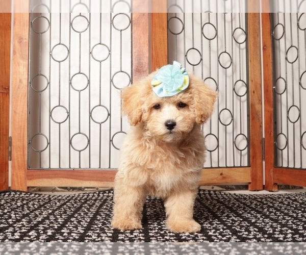 Medium Photo #1 Maltipoo (Miniature) Puppy For Sale in NAPLES, FL, USA