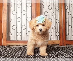 Medium Maltipoo (Miniature)