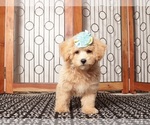 Puppy Sadie Maltipoo (Miniature)