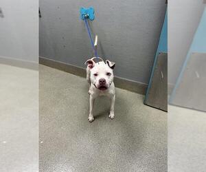 Mutt Dogs for adoption in Las Vegas, NV, USA