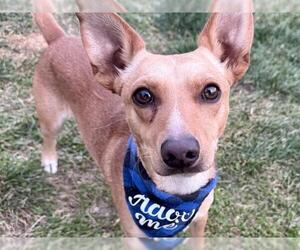 Chihuahua Dogs for adoption in Pueblo, CO, USA