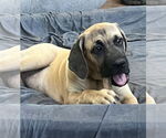 Small #1 Mastiff