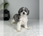 Small Photo #8 Cockapoo Puppy For Sale in FRANKLIN, IN, USA