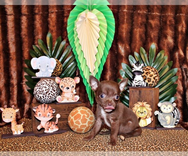 Medium Photo #1 Chihuahua Puppy For Sale in CHARLESTON, AR, USA