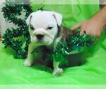 Small Photo #8 English Bulldog Puppy For Sale in HAMILTON, OH, USA