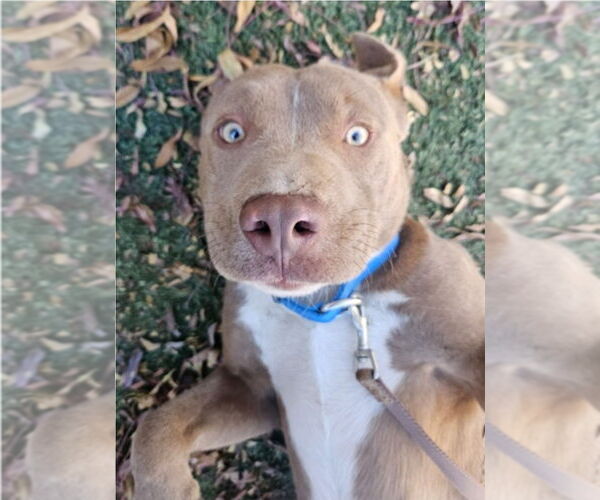 Medium Photo #4 Mutt Puppy For Sale in Lakewood, CO, USA