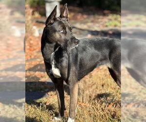 Siberian Husky-Unknown Mix Dogs for adoption in Warrenton, VA, USA