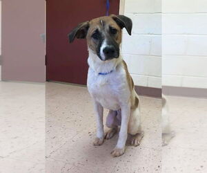 TREY - Male Mutt Dog for Adoption - Photo #2