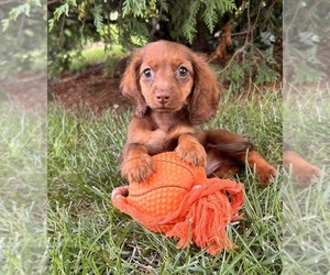 Dachshund Puppy for sale in MIDDLEBURY, IN, USA