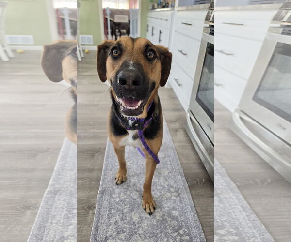 Medium Photo #4 Mutt Puppy For Sale in Rockaway, NJ, USA