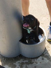 Labrador Retriever-Unknown Mix Puppy for sale in BAYTOWN, TX, USA