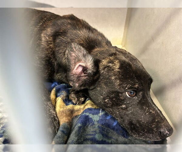 Medium Photo #1 Basset Hound Puppy For Sale in Ocala, FL, USA