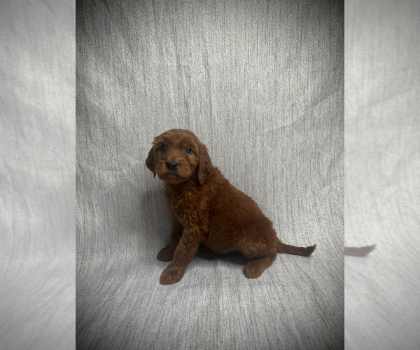 Medium Photo #5 Goldendoodle Puppy For Sale in VICTORVILLE, CA, USA