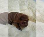 Small Photo #3 Chinese Shar-Pei Puppy For Sale in ORLANDO, FL, USA