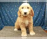 Small Golden Retriever-Poodle (Toy) Mix
