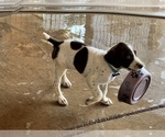 Small Photo #12 German Shorthaired Pointer Puppy For Sale in RIO LINDA, CA, USA