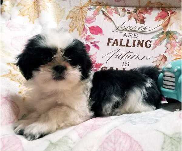 Medium Photo #1 Shih Tzu Puppy For Sale in O BRIEN, FL, USA
