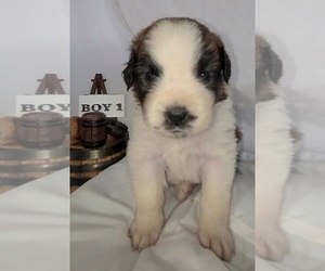 Saint Bernard Puppy for sale in MOSES LAKE, WA, USA