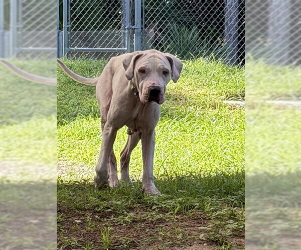 Medium Photo #1 Argentinian Mastiff Puppy For Sale in Naples, FL, USA