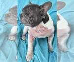 Small #1 French Bulldog