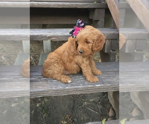 Goldendoodle Puppy for sale in CORVALLIS, MT, USA