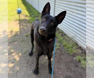 German Shepherd Dog Dogs for adoption in Modesto, CA, USA