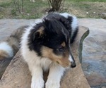 Small Photo #4 Collie Puppy For Sale in DURHAM, NC, USA