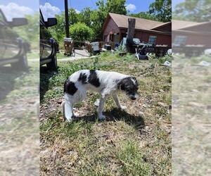 Mutt Dogs for adoption in San Antonio, TX, USA