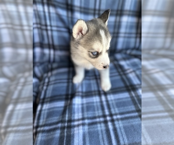 Medium Photo #9 Siberian Husky Puppy For Sale in FAIRFIELD, CA, USA