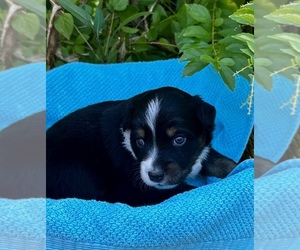 Medium Australian Shepherd