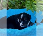 Puppy Shadow Australian Shepherd