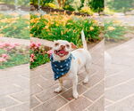 Small #1 Chihuahua Mix