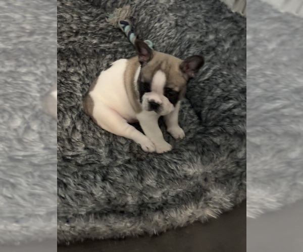 Medium Photo #5 French Bulldog Puppy For Sale in MISSION, TX, USA