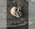 Small #4 French Bulldog