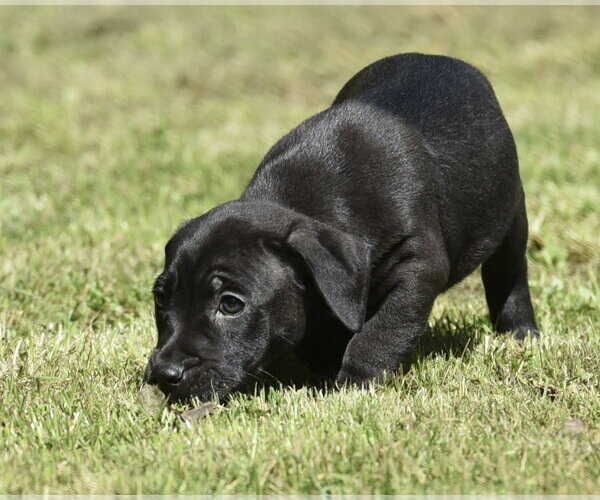Medium Photo #6 Dachsador Puppy For Sale in Mechanicsburg, PA, USA