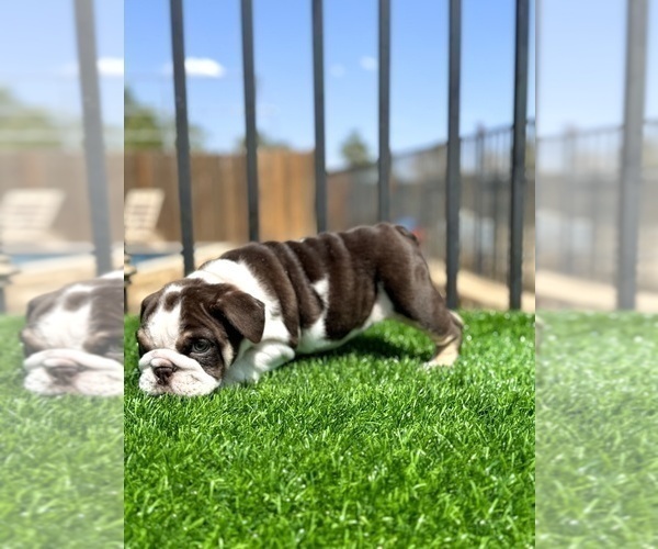 Medium Photo #1 English Bulldog Puppy For Sale in DURHAM, NC, USA