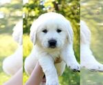 Small Photo #3 Golden Retriever Puppy For Sale in FOWLERVILLE, MI, USA