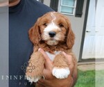 Small #4 Goldendoodle (Miniature)