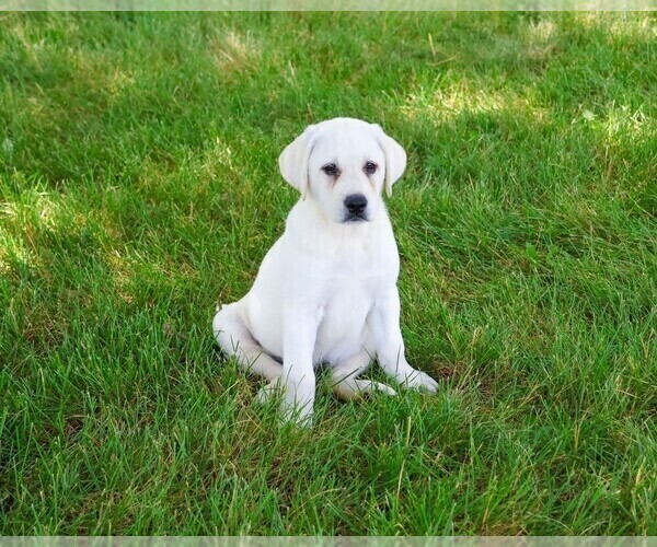 Medium Photo #8 Labrador Retriever Puppy For Sale in SYRACUSE, IN, USA