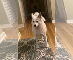 Small #11 Pomsky