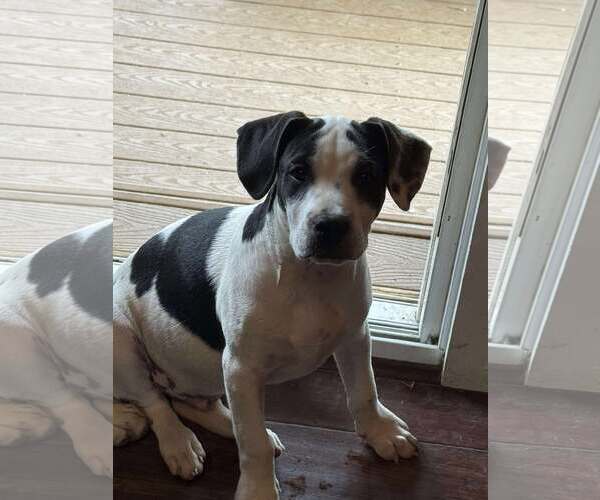 Medium Photo #3 Pointer-Unknown Mix Puppy For Sale in pomfret, CT, USA