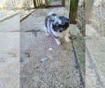 Small Photo #2 Pomeranian Puppy For Sale in BIG ISLAND, VA, USA